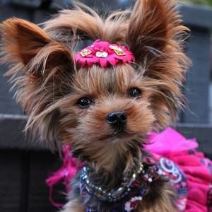 Meet your Posher, Sa